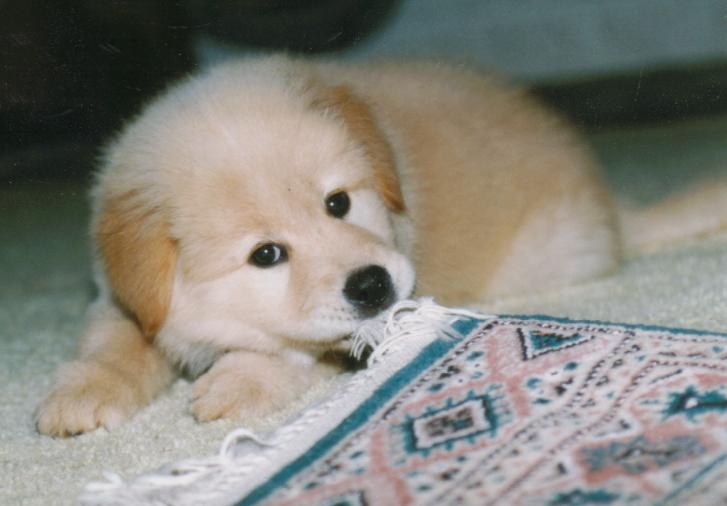 Picture of Tiki