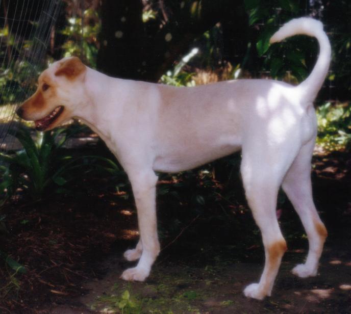 Picture of Tiki