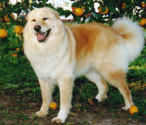 Picture of Tiki