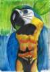 parrotman_small.jpg