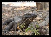 komodo_small.jpg
